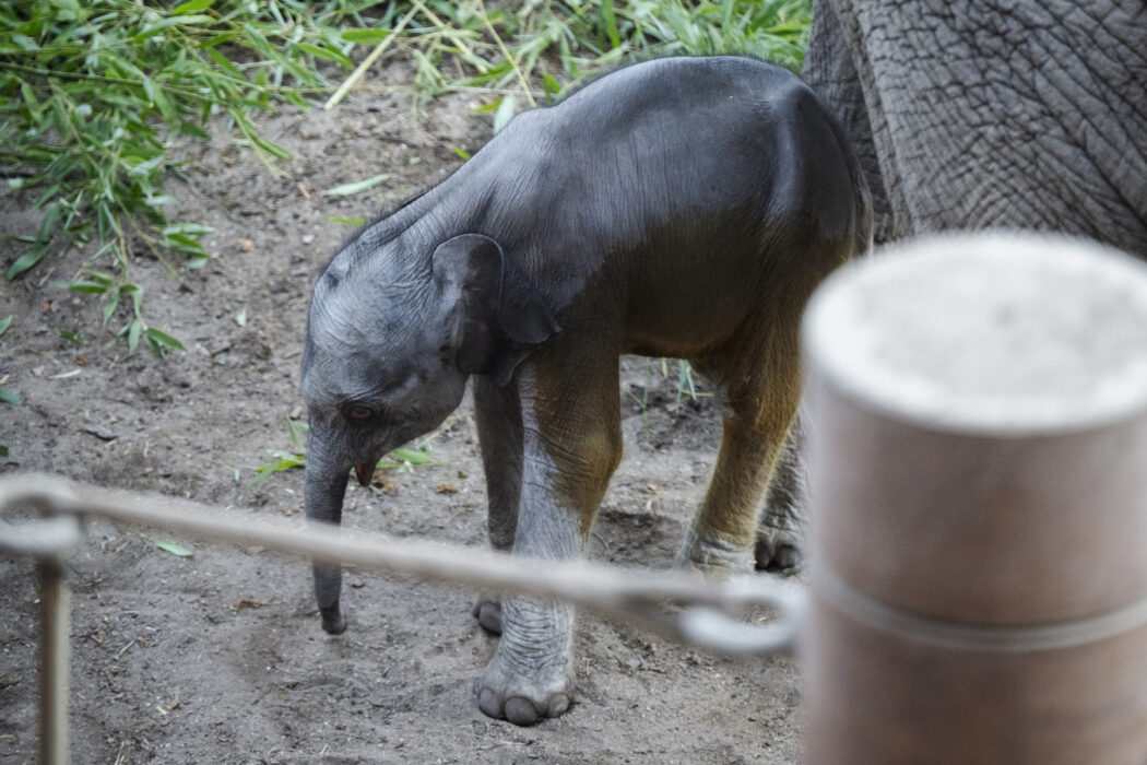 En elefant i fångenskap på Köpenhamns zoo.