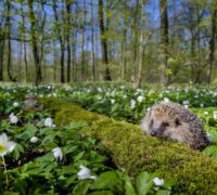 Igelkott i skogsmiljö.