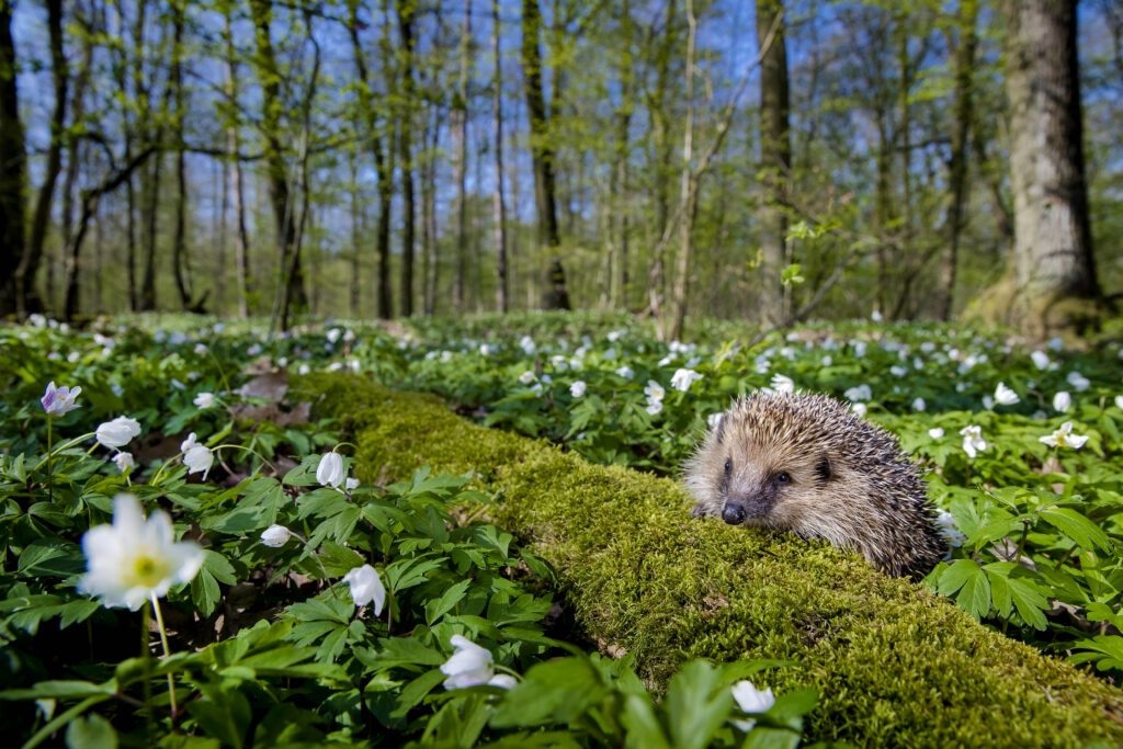 Igelkott i skogsmiljö.