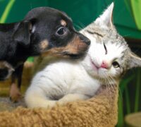 Hundvalp nosar på en katt.