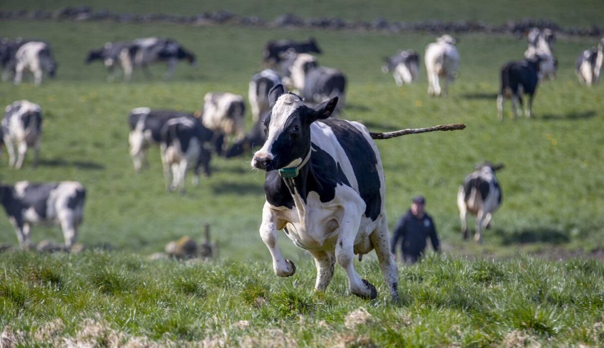 En ko springer i rask takt på ett kosläpp.
