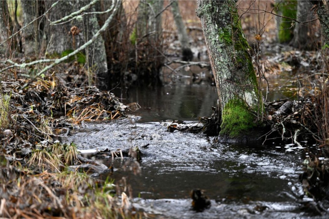 Tyresta nationalpark.