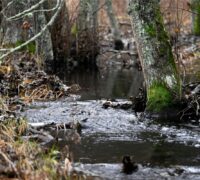 Tyresta nationalpark.