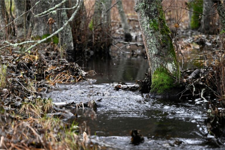 Tyresta nationalpark.