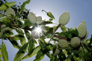 Solen tittar fram mellan mandlarna som växer på grenarna på ett mandelträd i Modesto, Kalifornien.