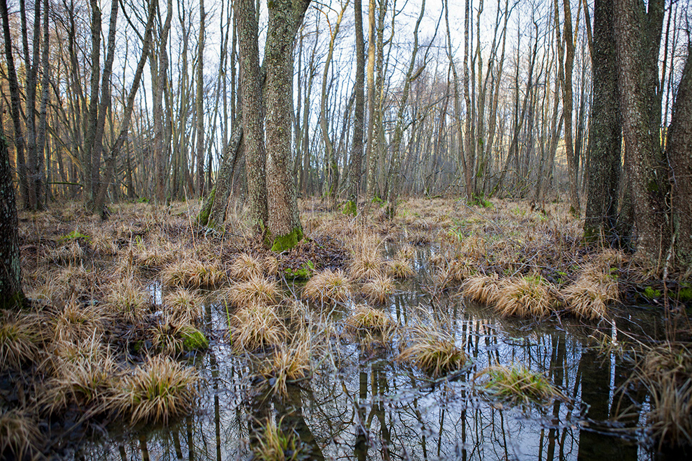 Våtmark i Orlångens naturreservat i Huddinge.
