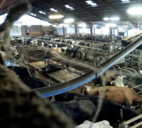 ko blir slagen i ladugård