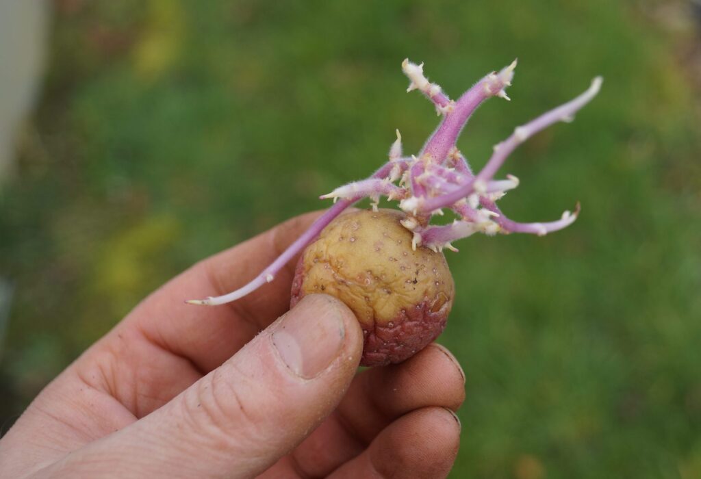 Potatisuppropet är ett initiativ där Omställningsnätverket sedan 2020 uppmanar människor att odla sin egen potatis.