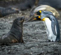 En antarktisk pälssäl och några kejsarpingviner tittar på varandra.