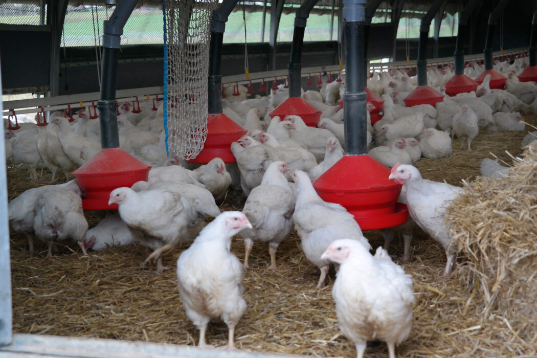 Ekologiska kycklingar