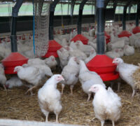 Ekologiska kycklingar