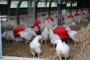 Ekologiska kycklingar