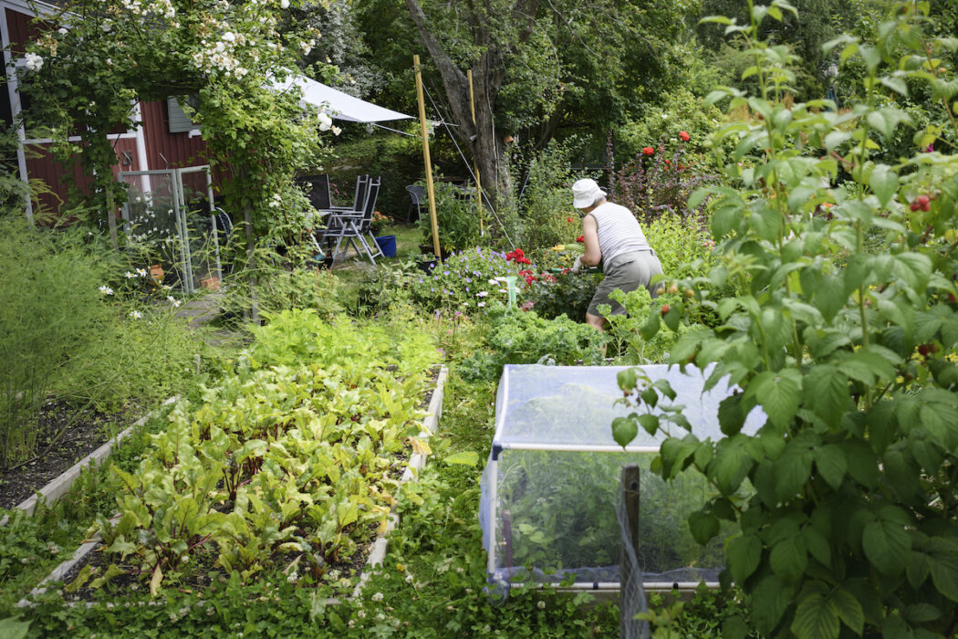 vare sig du har en egen trädgård eller kolonilott kan AI vara en hjälp i odlandet.