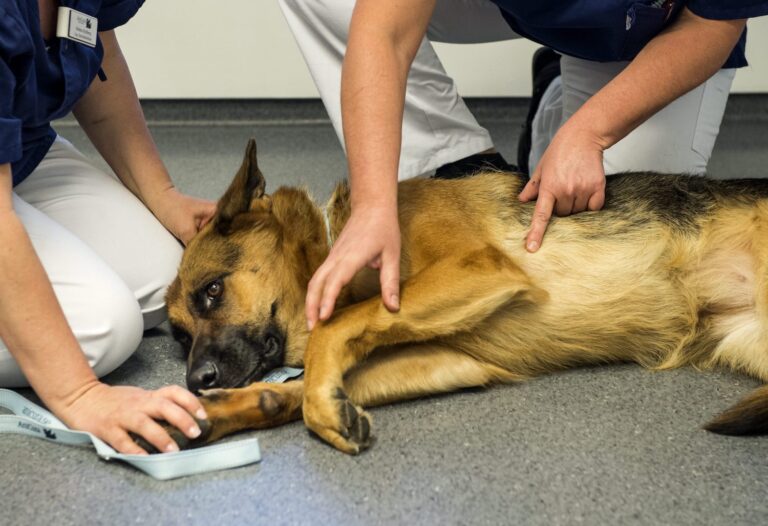 hund får djursjukvård