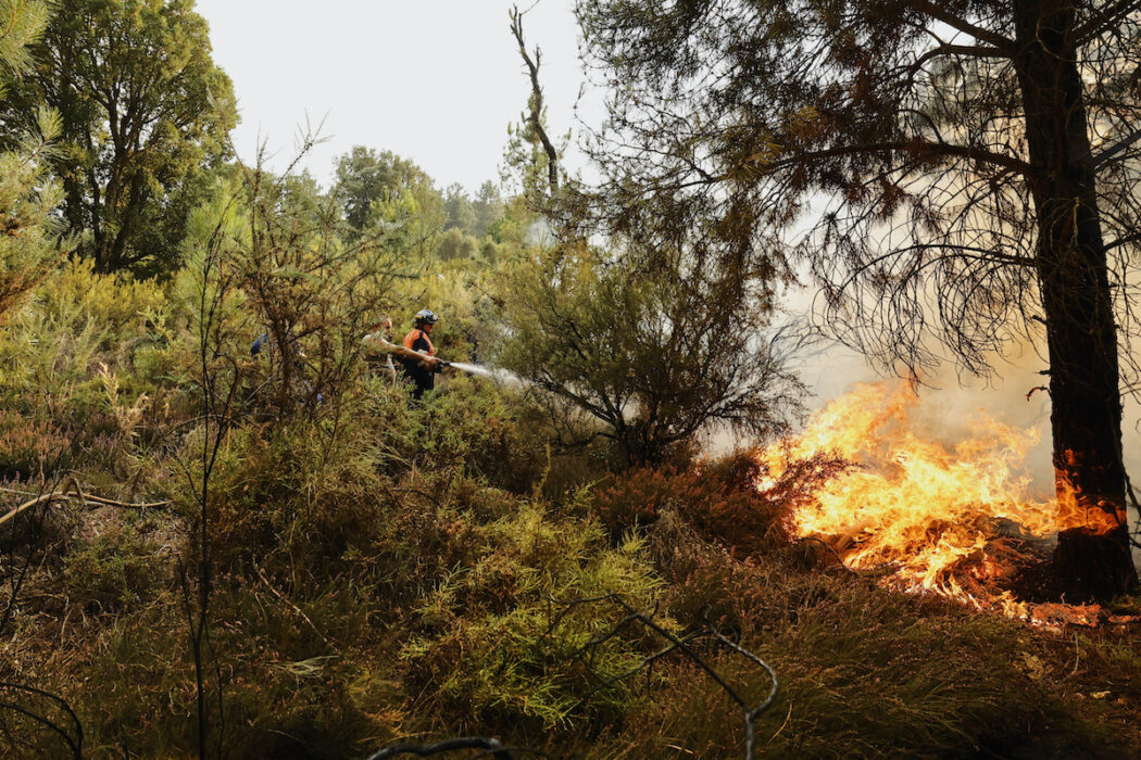 De klimatdrivna skogsbränderna blir allt fler och hotar växter, djur och svampar.