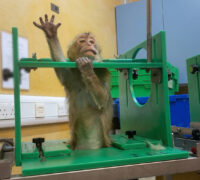 apa utsätts för djursök