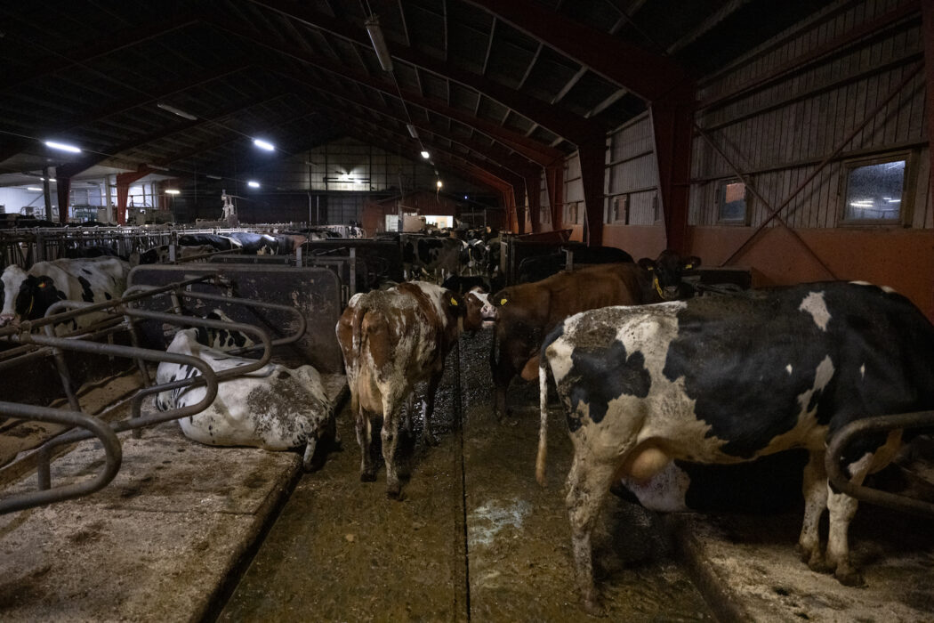 Länsstyrelsen hade fått in klagomål om djurhållningen på mjölkgården i Öland där en anställd senare dömdes för grovt djurplågeri.