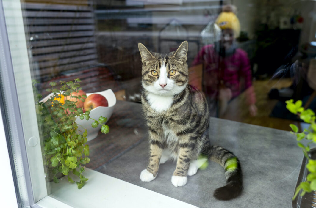 Katt i fönster