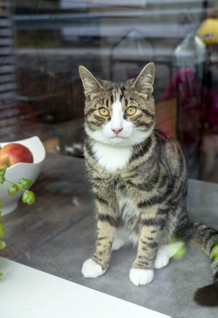 Katt i fönster