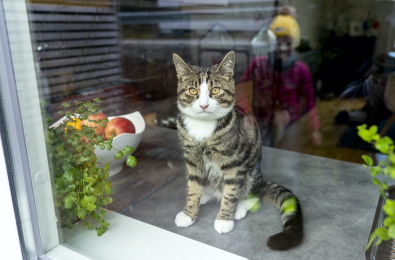 Katt i fönster