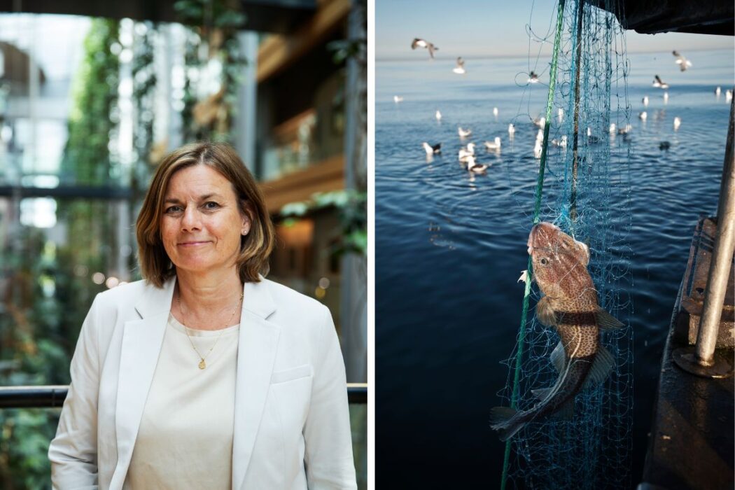 Isabella Lövin och bild på en torsk i ett nät.