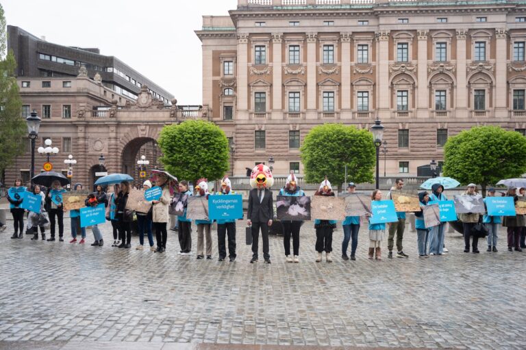 Djurrättsaktivister uppradade på mynttorget med banderoller, en med ett konstgjort kycklinghuvud på sig.