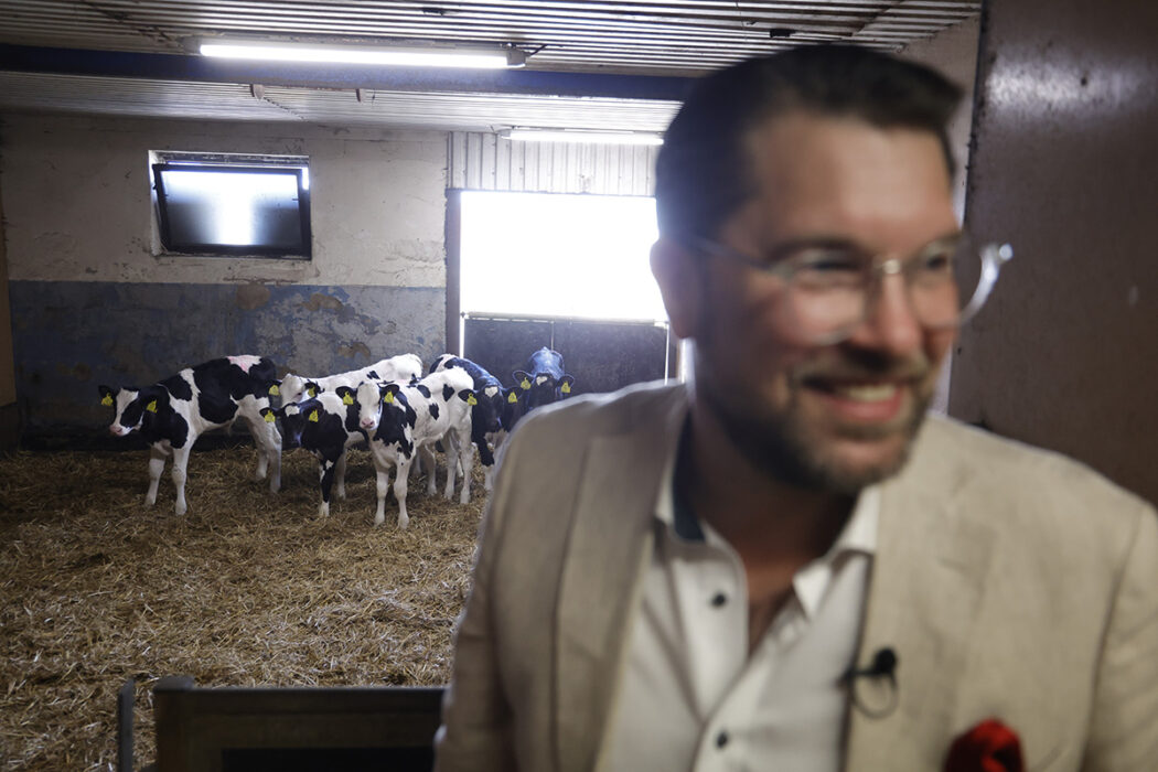 svartvita kor i lagård, Jimmie Åkesson ur fokus i förgrunden, vit kostym