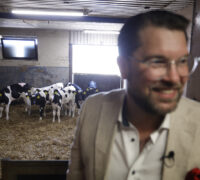 svartvita kor i lagård, Jimmie Åkesson ur fokus i förgrunden, vit kostym
