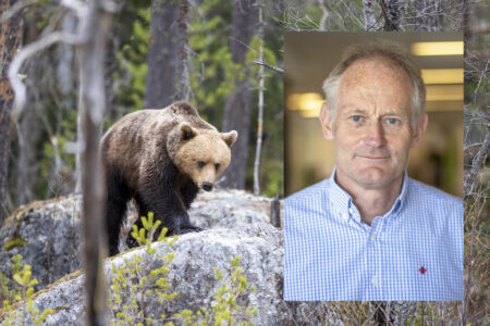 björn