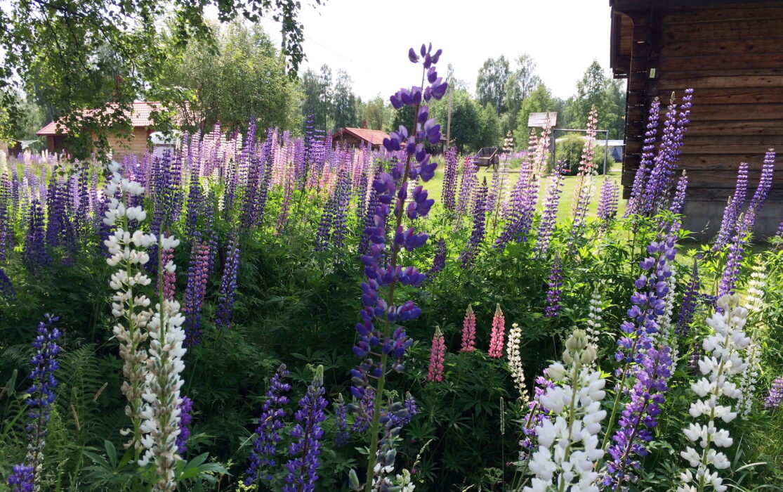 Lupiner må vara vackra, men de konkurrerar ut våra inhemska ängsblommor och lockar till sig pollinerare men utan att producera nektar som många insekter behöver.