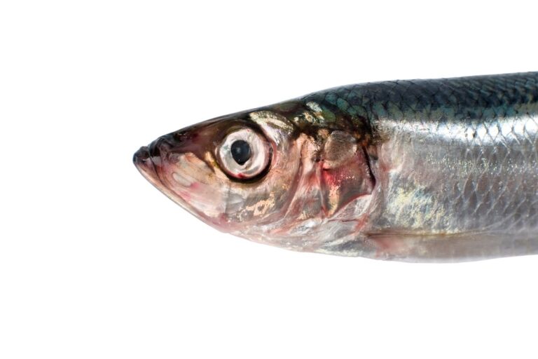 Strömming.