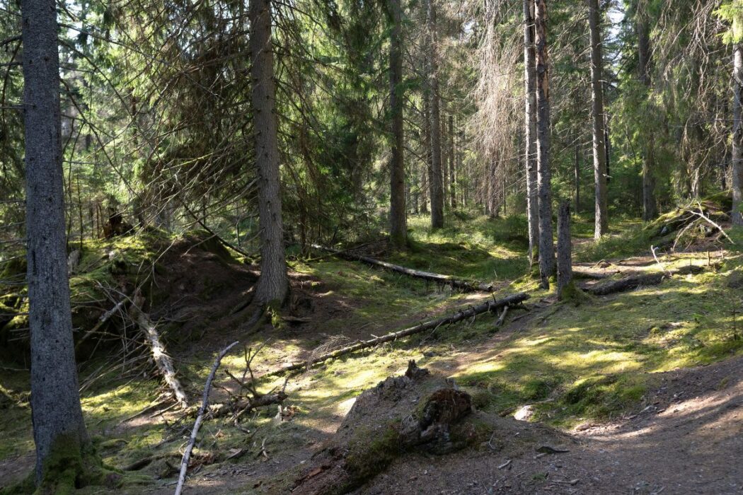 Västlig taiga.