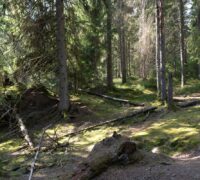 Västlig taiga.