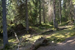 Västlig taiga.