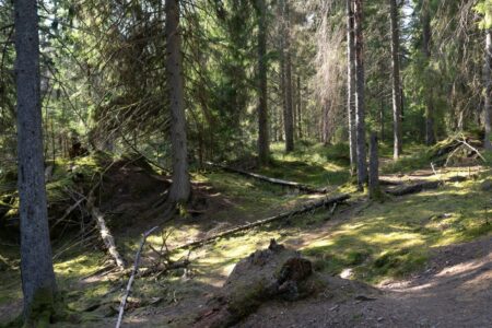 Västlig taiga.