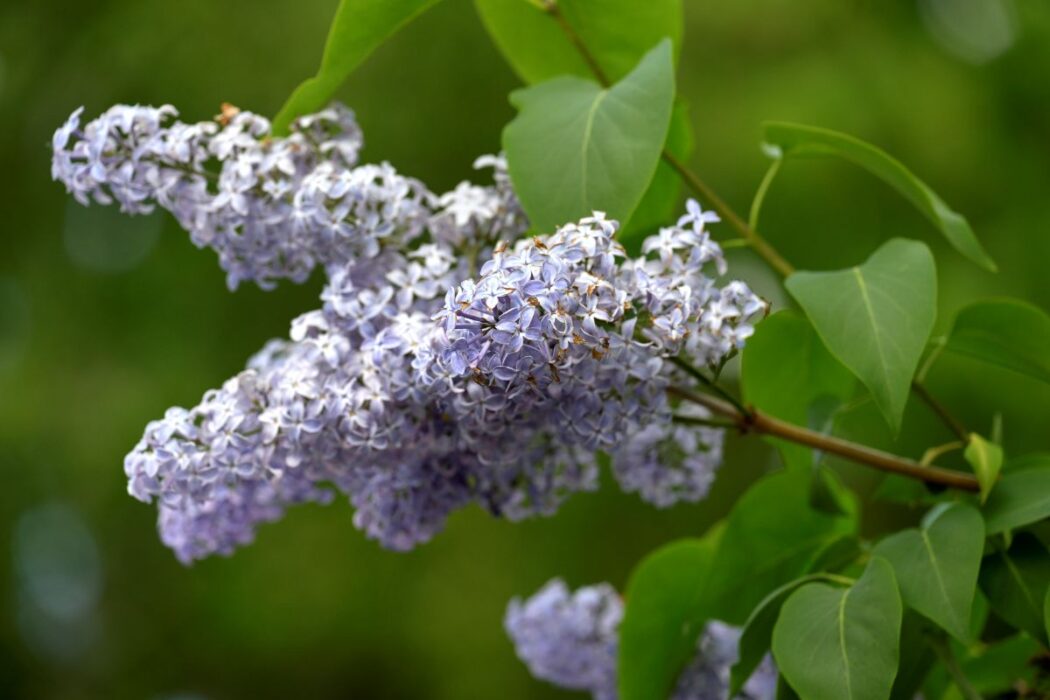 Forskare vill undersöka hur klimatförändringar påverkar syrenens blomningstider.