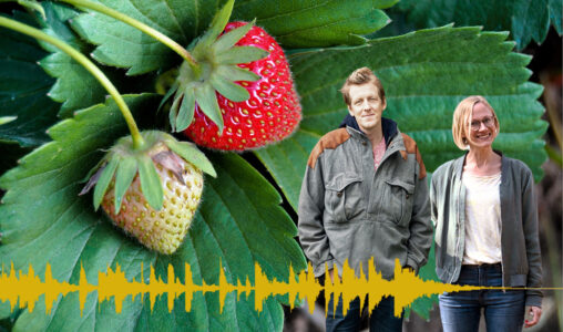 collage, jordgubbar, Ossian och Hanna, ljudspår