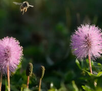 Ett bi och två rödklöverblommor.