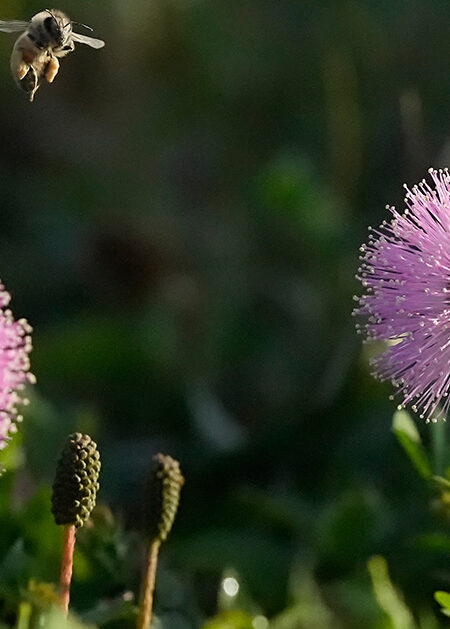 Ett bi och två rödklöverblommor.