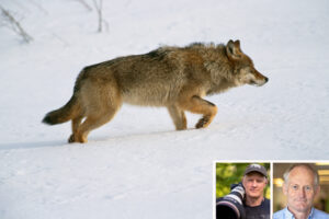 Varg