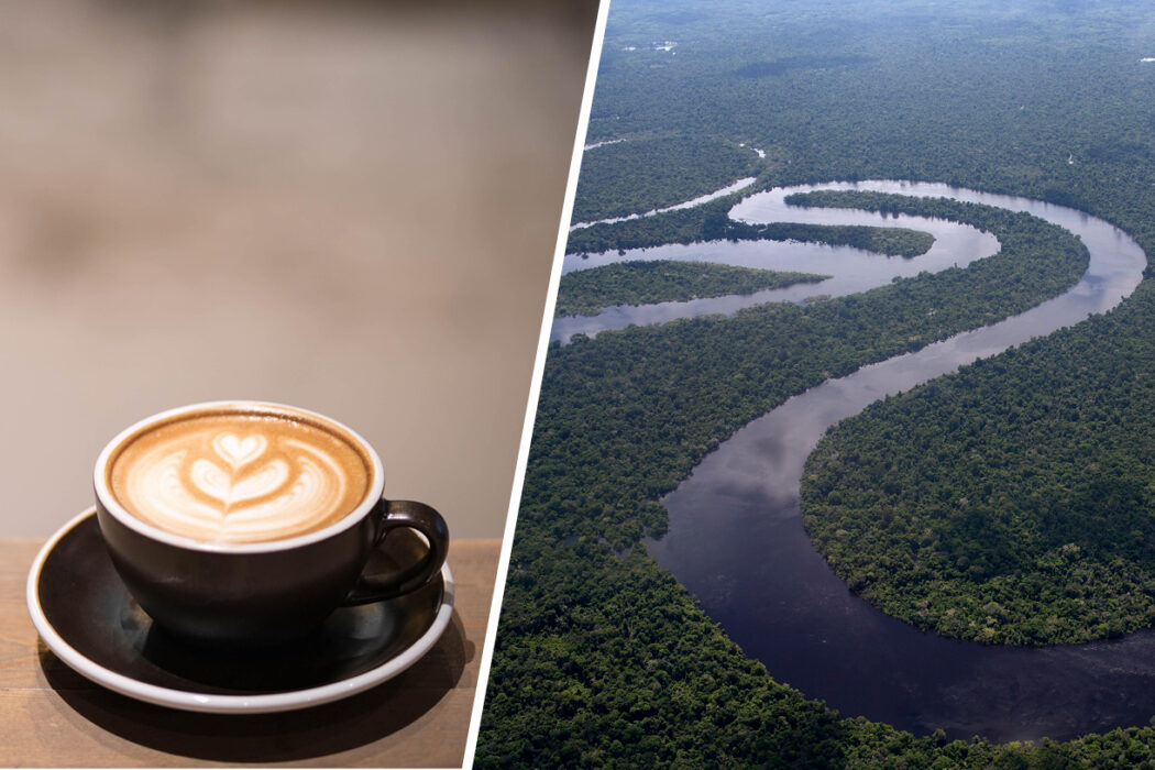 Kaffe kan kopplas till positiva hälsoeffekter, men odlingen av kaffe bidrar också till avskogning i Amazonas.