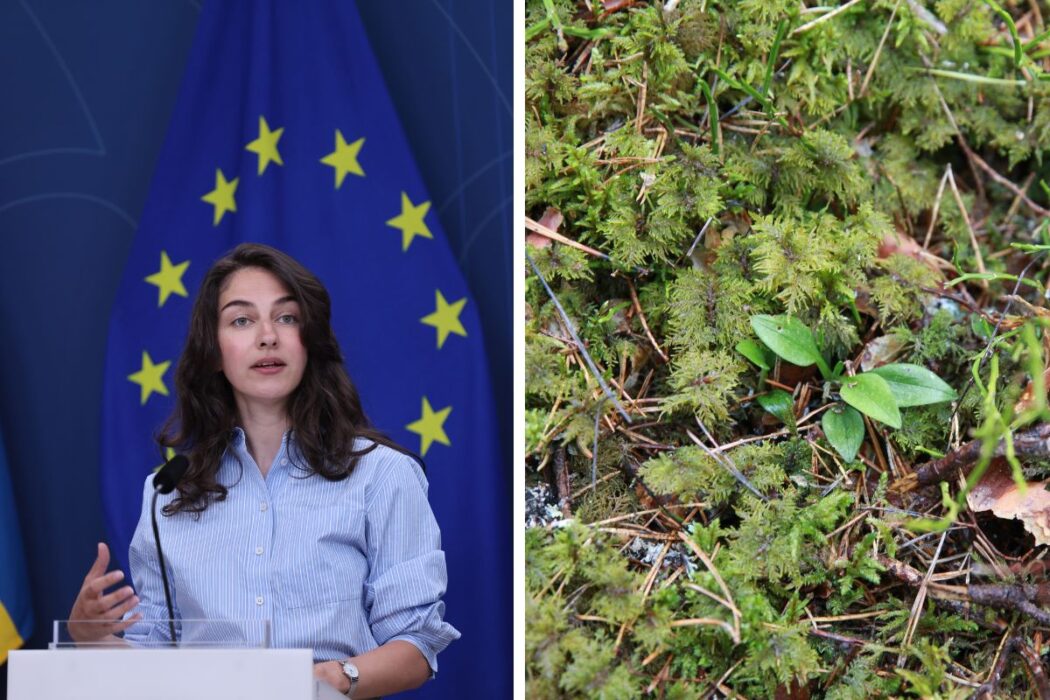 Klimat- och miljöminister Romina Pourmokhtari (L) och en bild på knärot.