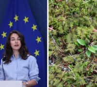 Klimat- och miljöminister Romina Pourmokhtari (L) och en bild på knärot.