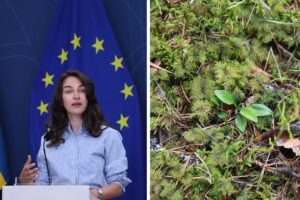 Klimat- och miljöminister Romina Pourmokhtari (L) och en bild på knärot.