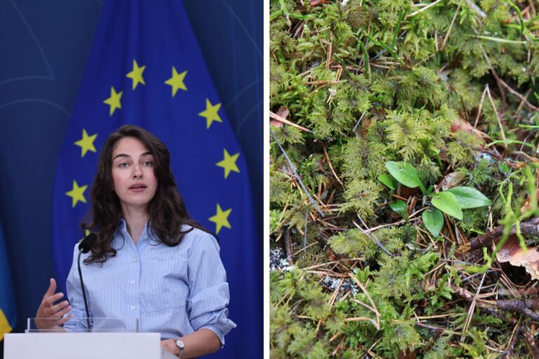 Klimat- och miljöminister Romina Pourmokhtari (L) och en bild på knärot.