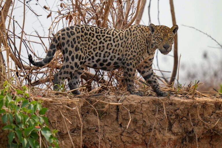 En jaguar fångad på bild.