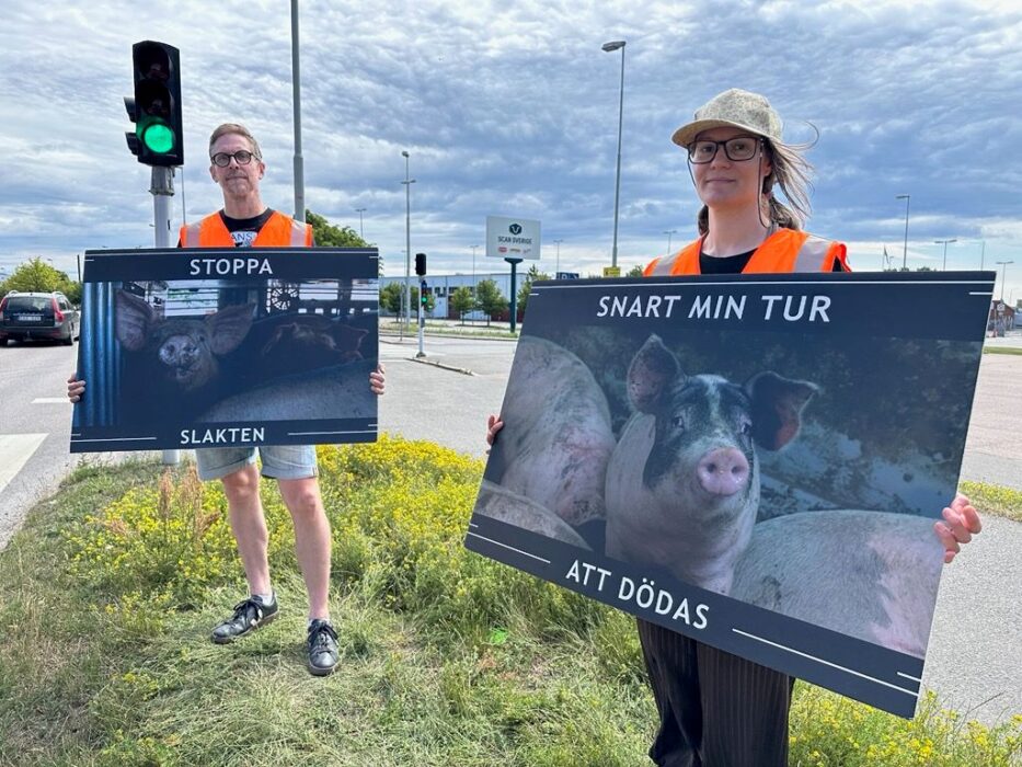 Två aktivister med skyltar på grisar.