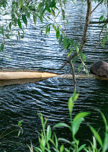 En bäver på en trädgren i vattnet.