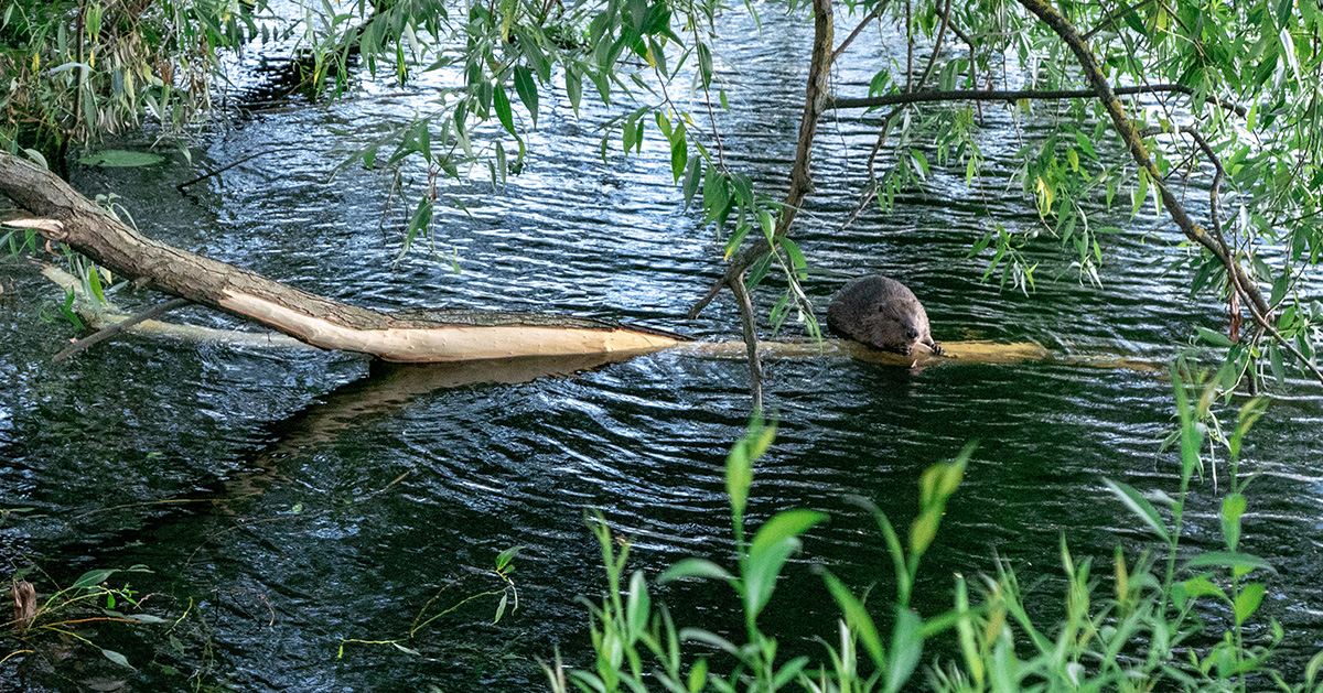 En bäver på en trädgren i vattnet.
