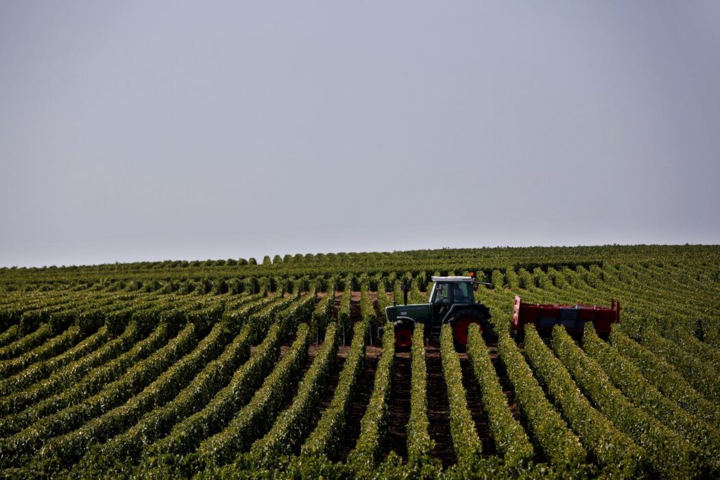 Traktor bland vinplantor.